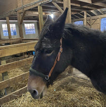 leather and paracord simple bitless bridle