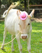 Small livestock adjustable halter and lead, sheep, alpaca, small cow