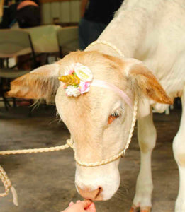 personalized desert sand small livestock halter .  Great for alpacas, small cows, goats, sheep, etc