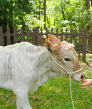 Small livestock adjustable halter and lead, sheep, alpaca, small cow