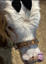 Personalized mini cow halter small mini cow or calf