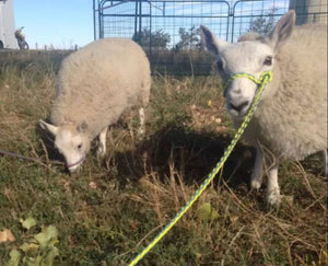 Sheep adjustable halter and lead, sheep, goat, alpaca, etc