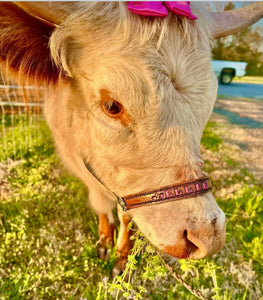 Personalized black Nylon cow halter all sizes.