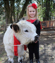 goat adjustable halter and lead, sheep, alpaca, etc