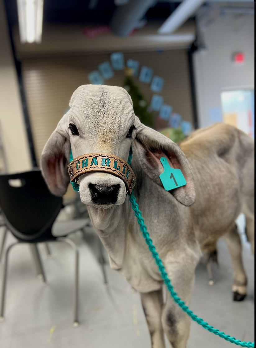 Personalized cow halter full cow size