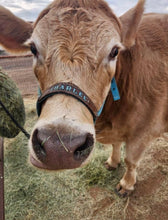 Personalized blue Nylon cow halter all sizes.