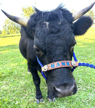 Personalized cow halter small mini cow or calf lots of colors available