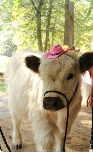 Black  adjustable livestock halter and lead for small cows, sheep, alpaca, etc