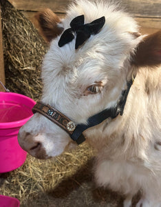 Personalized mini cow halter small mini cow or calf solid colors