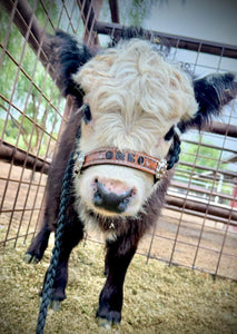 Personalized cow halter small mini cow or calf