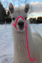 Alpaca adjustable halter and lead, sheep, goat, alpaca, etc