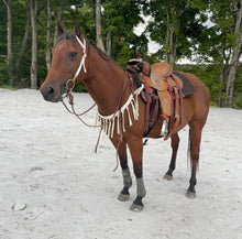 Mule tape horse tripping collar white