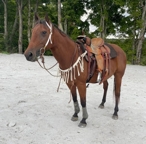 Mule tape horse tripping collar white