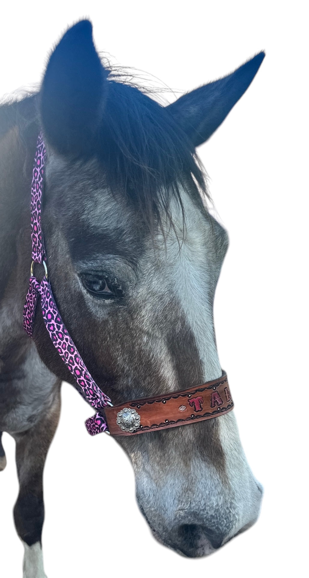 PERSONALIZED pink cheetah nylon horse halter.