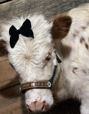 Personalized mini cow halter small mini cow or calf solid colors