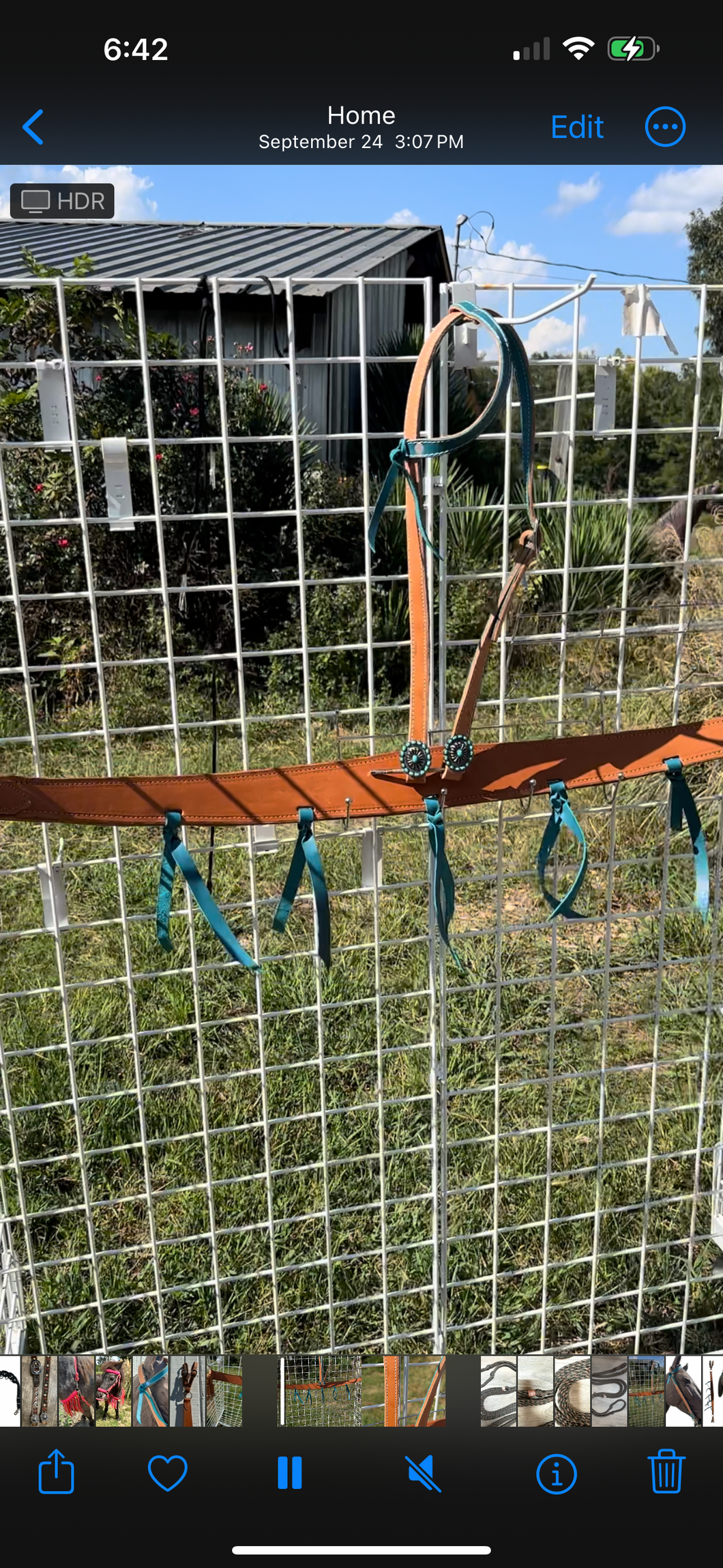 Teal leather tack set one ear and tripping collar.