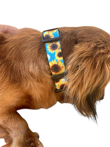 Blue sunflower Nylon dog collar