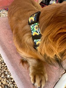 Cow sunflower Nylon dog collar (option to personalize)