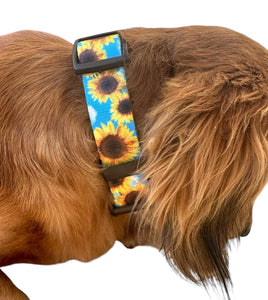 Blue sunflower Nylon dog collar