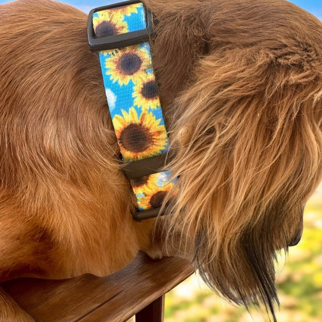 Blue sunflower Nylon dog collar