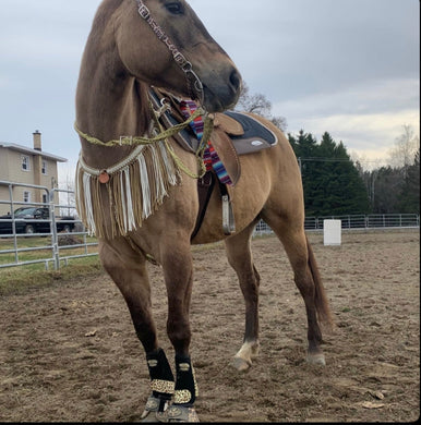 White and gold fringe breast collar with a wither strap