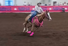 Mule tape horse tripping collar pink